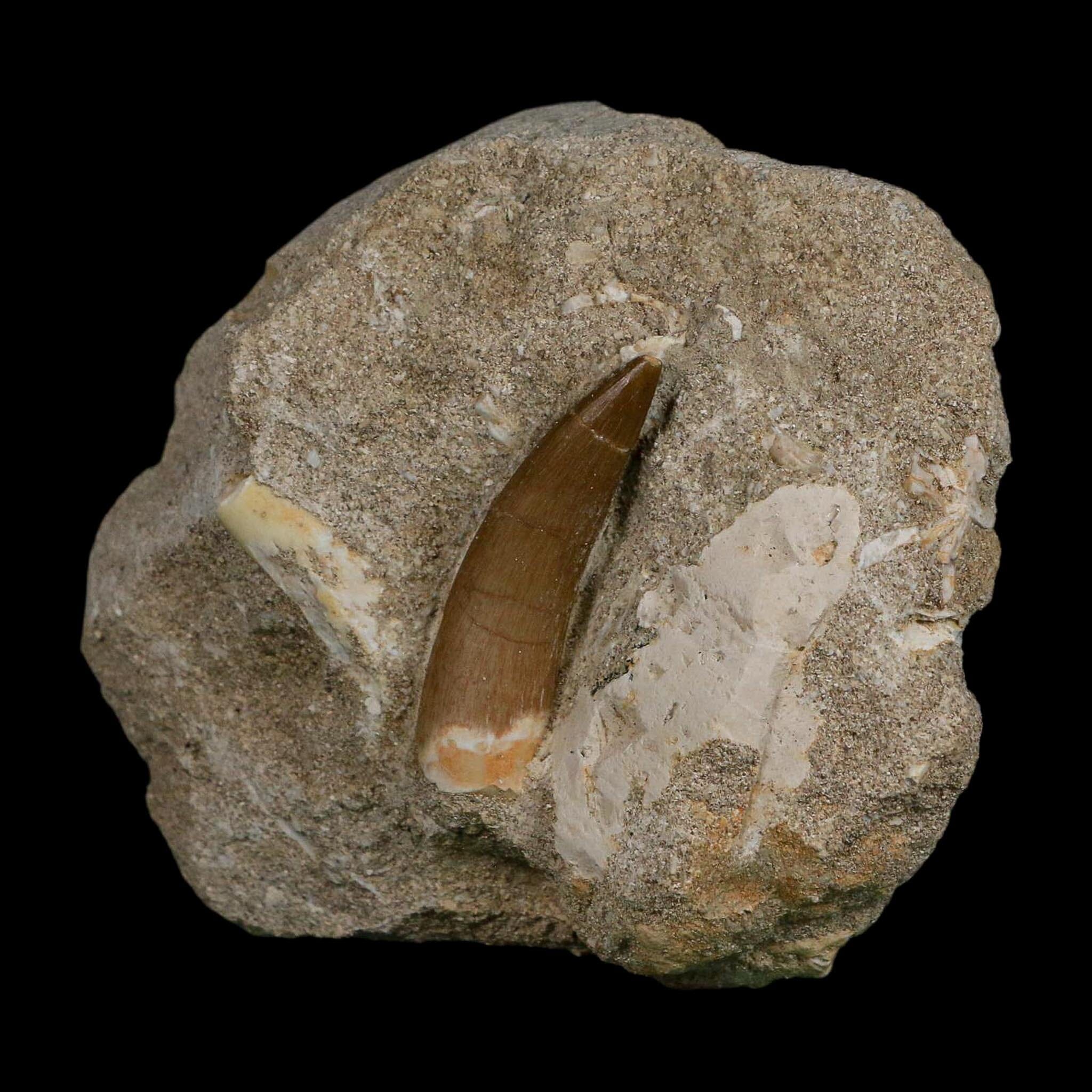 1.7" Plesiosaur Zarafasaura Tooth Fossil In Matrix Cretaceous Dinosaur Era COA - Fossil Age Minerals