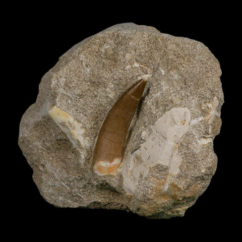 1.7" Plesiosaur Zarafasaura Tooth Fossil In Matrix Cretaceous Dinosaur Era COA