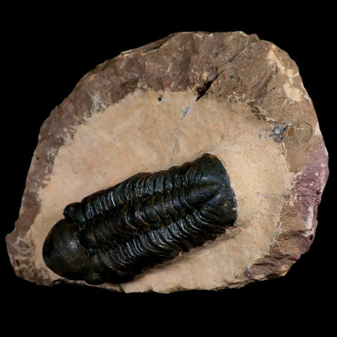 3.3" Reedops Cephalotes Trilobite Fossil Morocco Devonian Age 400 Mil Yrs Old COA - Fossil Age Minerals