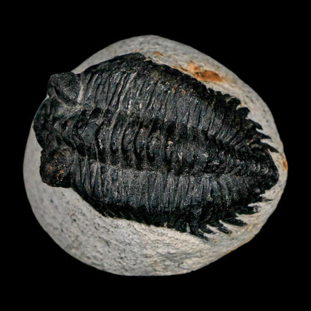 1.6" Coltraenia Oufatenensis Trilobite Fossil Devonian Morocco 400 Mil Yrs Old COA