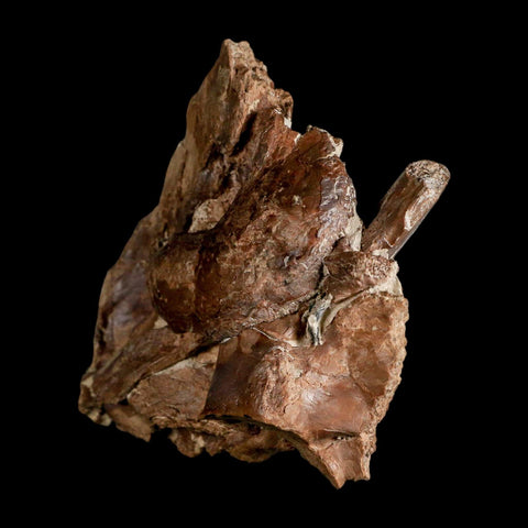3.7" Ichthyodectes Fish Fossil Bones In Matrix Late Cretaceous Era Niobrara FM Kansas - Fossil Age Minerals