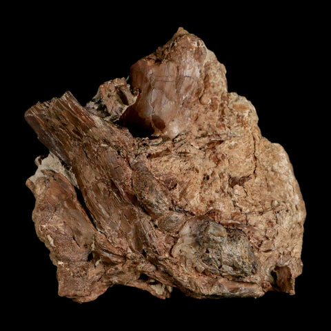 3.7" Ichthyodectes Fish Fossil Bones In Matrix Late Cretaceous Era Niobrara FM Kansas - Fossil Age Minerals