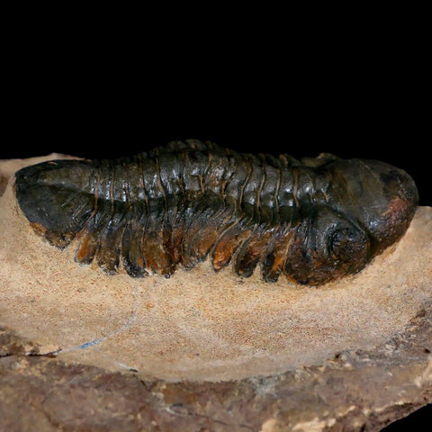 3.3" Reedops Cephalotes Trilobite Fossil Morocco Devonian Age 400 Mil Yrs Old COA - Fossil Age Minerals