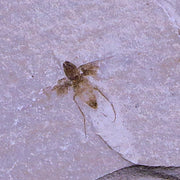 0.3 Detailed Fossil Unknown Insect Green River FM Uintah County UT Eocene Age