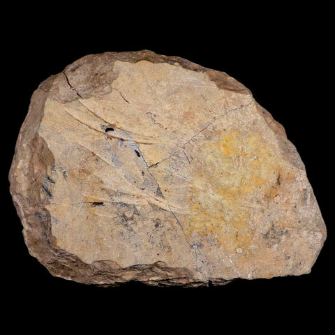 3.3" Reedops Cephalotes Trilobite Fossil Morocco Devonian Age 400 Mil Yrs Old COA - Fossil Age Minerals