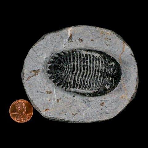 2.3" Metacanthina Issoumourensis Trilobite Fossil Devonian Age 400 Mil Yrs Old COA - Fossil Age Minerals