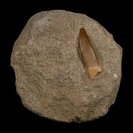 1.4" Plesiosaur Zarafasaura Tooth Fossil In Matrix Cretaceous Dinosaur Era COA