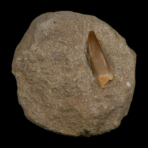 1.4" Plesiosaur Zarafasaura Tooth Fossil In Matrix Cretaceous Dinosaur Era COA