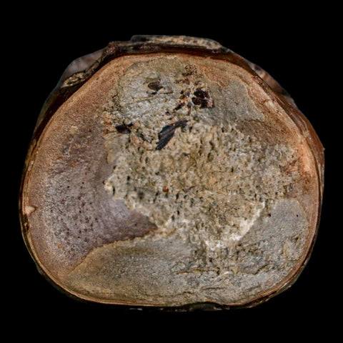 1.5" Xiphactinus Audax Fossil Vertebrae Cretaceous Era Fish Niobrara FM Kansas - Fossil Age Minerals