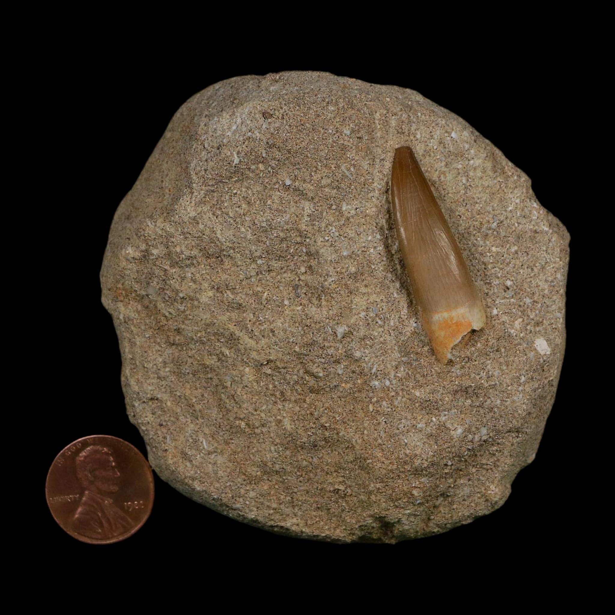 1.4" Plesiosaur Zarafasaura Tooth Fossil In Matrix Cretaceous Dinosaur Era COA - Fossil Age Minerals