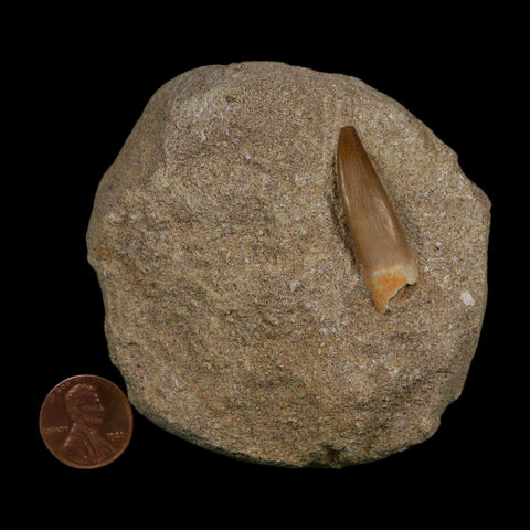 1.4" Plesiosaur Zarafasaura Tooth Fossil In Matrix Cretaceous Dinosaur Era COA
