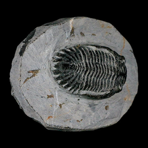 2.3" Metacanthina Issoumourensis Trilobite Fossil Devonian Age 400 Mil Yrs Old COA - Fossil Age Minerals