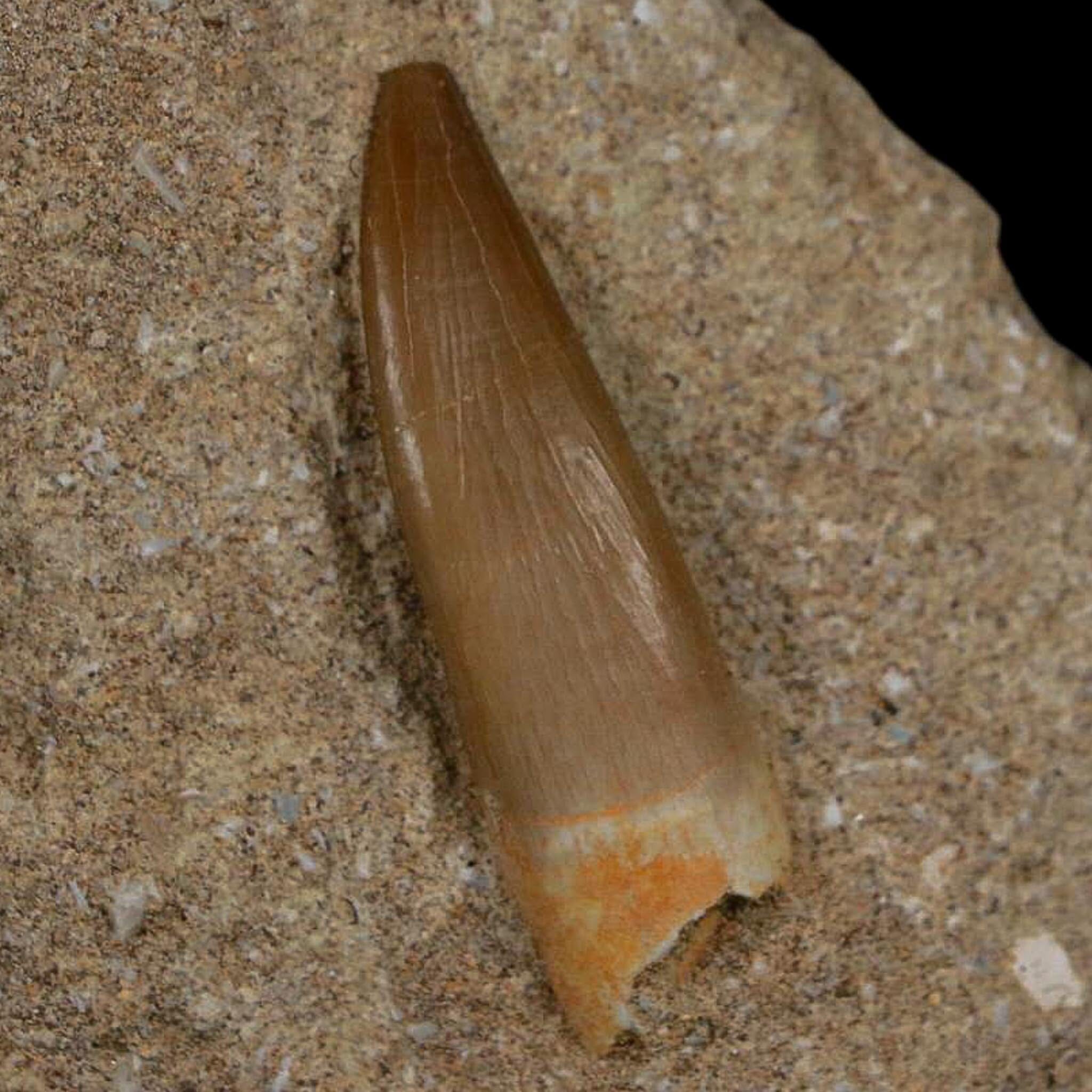 1.4" Plesiosaur Zarafasaura Tooth Fossil In Matrix Cretaceous Dinosaur Era COA - Fossil Age Minerals