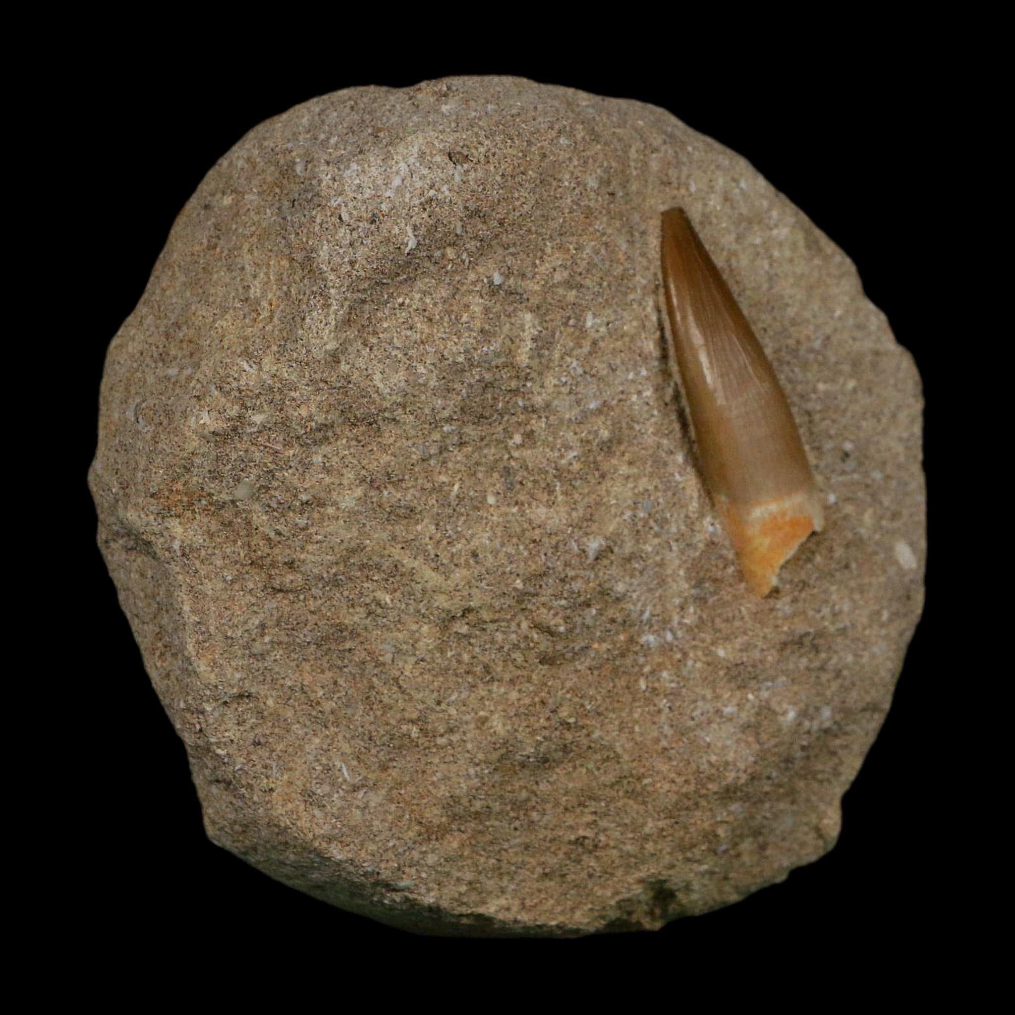 1.4" Plesiosaur Zarafasaura Tooth Fossil In Matrix Cretaceous Dinosaur Era COA - Fossil Age Minerals