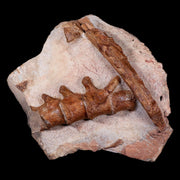 13" Polycotylid Plesiosaur Jaw and Vertebrae Fossil In Situ Cretaceous Age Morocco