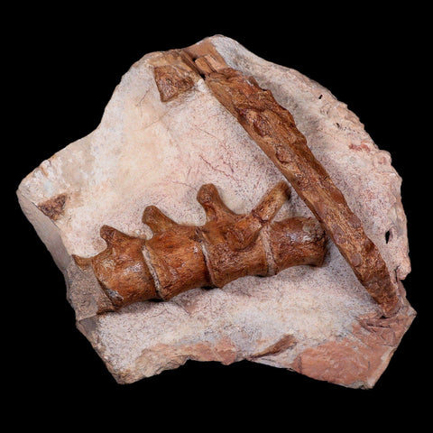 13" Polycotylid Plesiosaur Jaw and Vertebrae Fossil In Situ Cretaceous Age Morocco - Fossil Age Minerals