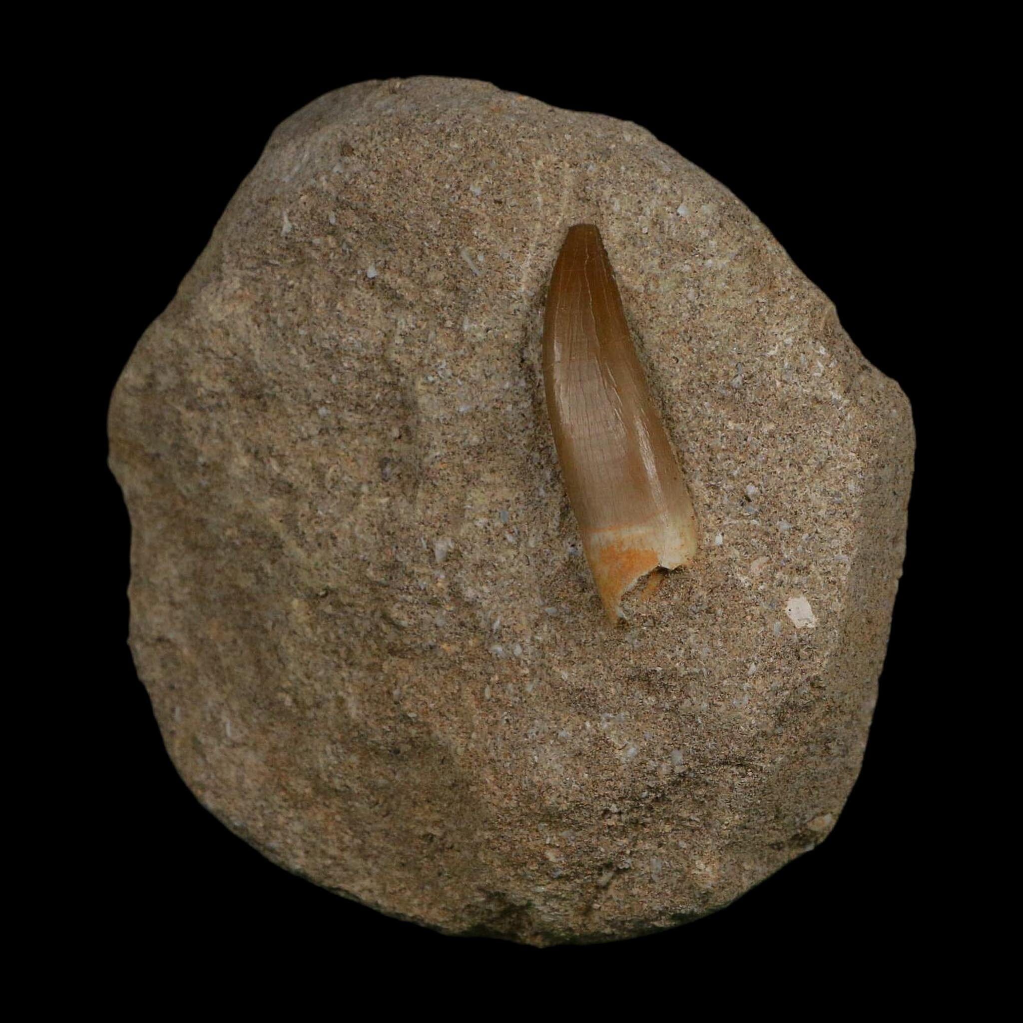 1.4" Plesiosaur Zarafasaura Tooth Fossil In Matrix Cretaceous Dinosaur Era COA - Fossil Age Minerals