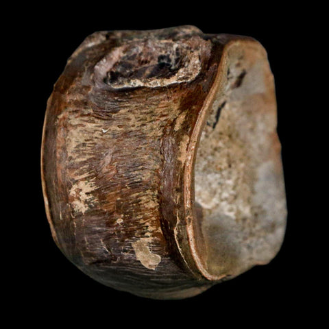 1.5" Xiphactinus Audax Fossil Vertebrae Cretaceous Era Fish Niobrara FM Kansas - Fossil Age Minerals