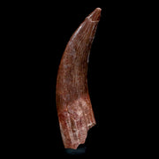 XL 2.4" Plesiosaur Zarafasaura Tooth Fossil Cretaceous Dinosaur Era COA, Stand