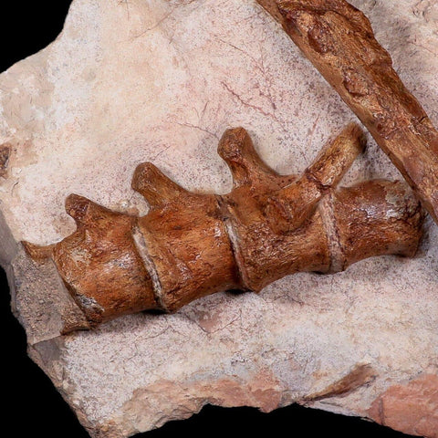 13" Polycotylid Plesiosaur Jaw and Vertebrae Fossil In Situ Cretaceous Age Morocco - Fossil Age Minerals