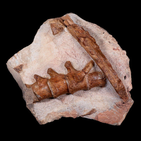 13" Polycotylid Plesiosaur Jaw and Vertebrae Fossil In Situ Cretaceous Age Morocco - Fossil Age Minerals