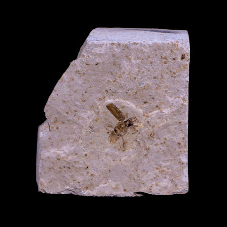 0.4 Detailed Fossil Coleoptera Insect Green River FM Uintah County UT Eocene Age