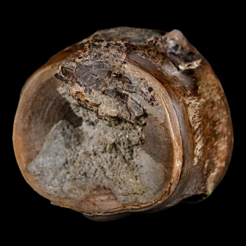 1.5" Xiphactinus Audax Fossil Vertebrae Cretaceous Era Fish Niobrara FM Kansas - Fossil Age Minerals