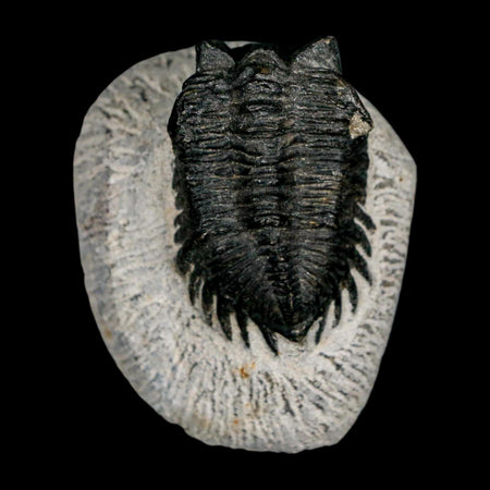 1.6" Coltraenia Oufatenensis Trilobite Fossil Devonian Morocco 400 Mil Yrs Old COA