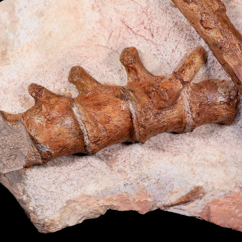 13" Polycotylid Plesiosaur Jaw and Vertebrae Fossil In Situ Cretaceous Age Morocco - Fossil Age Minerals