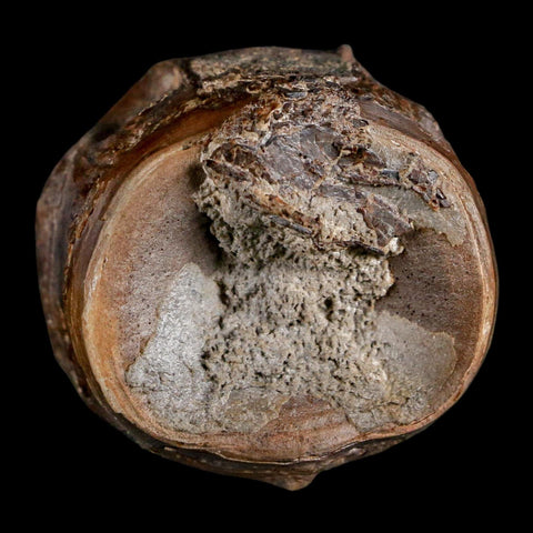 1.5" Xiphactinus Audax Fossil Vertebrae Cretaceous Era Fish Niobrara FM Kansas - Fossil Age Minerals