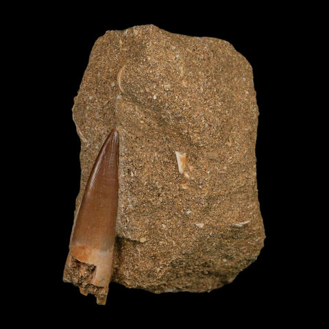 1.9" Plesiosaur Zarafasaura Tooth Fossil In Matrix Cretaceous Dinosaur Era COA