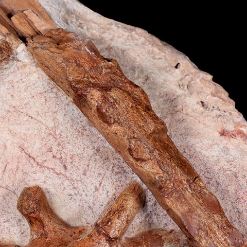 13" Polycotylid Plesiosaur Jaw and Vertebrae Fossil In Situ Cretaceous Age Morocco - Fossil Age Minerals