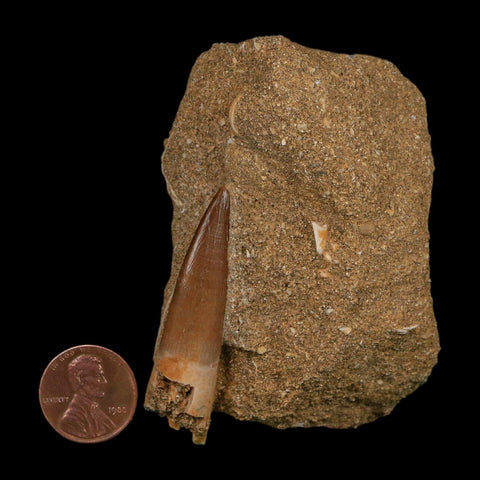 1.9" Plesiosaur Zarafasaura Tooth Fossil In Matrix Cretaceous Dinosaur Era COA