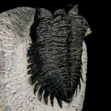 1.6" Coltraenia Oufatenensis Trilobite Fossil Devonian Morocco 400 Mil Yrs Old COA