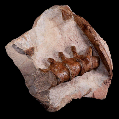 13" Polycotylid Plesiosaur Jaw and Vertebrae Fossil In Situ Cretaceous Age Morocco - Fossil Age Minerals