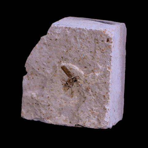 0.4 Detailed Fossil Coleoptera Insect Green River FM Uintah County UT Eocene Age - Fossil Age Minerals
