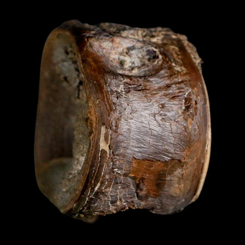 1.5" Xiphactinus Audax Fossil Vertebrae Cretaceous Era Fish Niobrara FM Kansas - Fossil Age Minerals