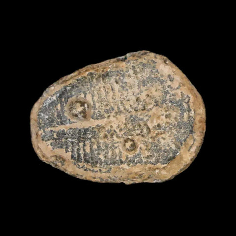 0.7" Elrathia Kingi Trilobite Fossil Utah Cambrian Age 521 Million Years Old COA - Fossil Age Minerals