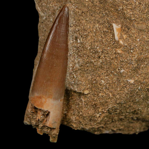 1.9" Plesiosaur Zarafasaura Tooth Fossil In Matrix Cretaceous Dinosaur Era COA