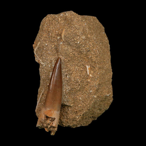 1.9" Plesiosaur Zarafasaura Tooth Fossil In Matrix Cretaceous Dinosaur Era COA