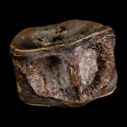 1.5" Xiphactinus Audax Fossil Vertebrae Cretaceous Era Fish Niobrara FM Kansas - Fossil Age Minerals