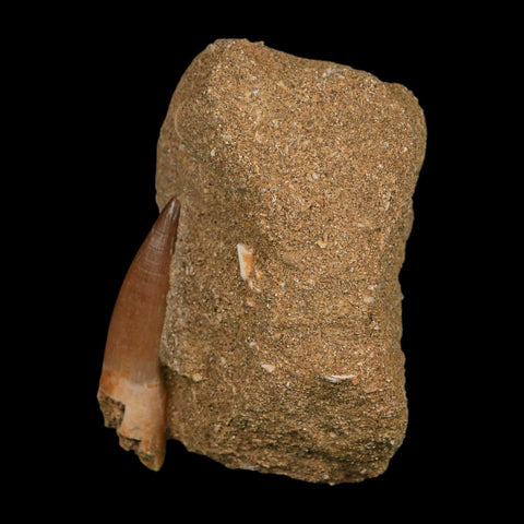 1.9" Plesiosaur Zarafasaura Tooth Fossil In Matrix Cretaceous Dinosaur Era COA