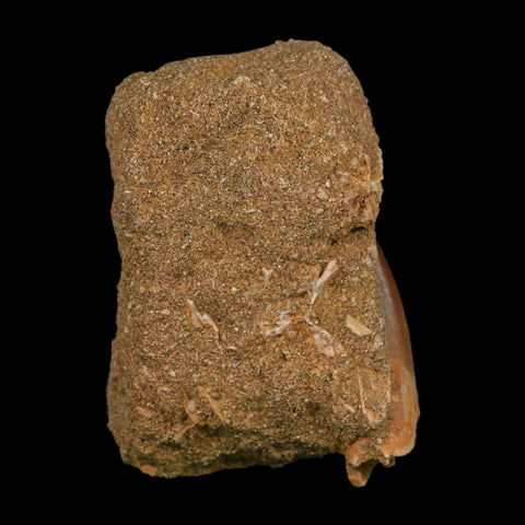 1.9" Plesiosaur Zarafasaura Tooth Fossil In Matrix Cretaceous Dinosaur Era COA