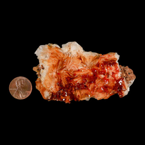 3.2" Sparkly Red Vanadinite Crystals Orange Barite Blades Mineral Mabladen Morocco - Fossil Age Minerals