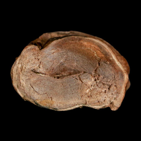 1.7" Ichthyodectes Fish Fossil Vertebrae Late Cretaceous Era Niobrara Formation Kansas - Fossil Age Minerals