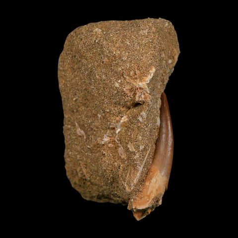 1.9" Plesiosaur Zarafasaura Tooth Fossil In Matrix Cretaceous Dinosaur Era COA