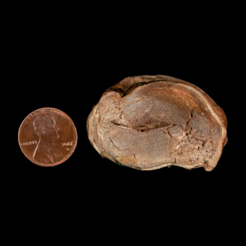 1.7" Ichthyodectes Fish Fossil Vertebrae Late Cretaceous Era Niobrara Formation Kansas - Fossil Age Minerals