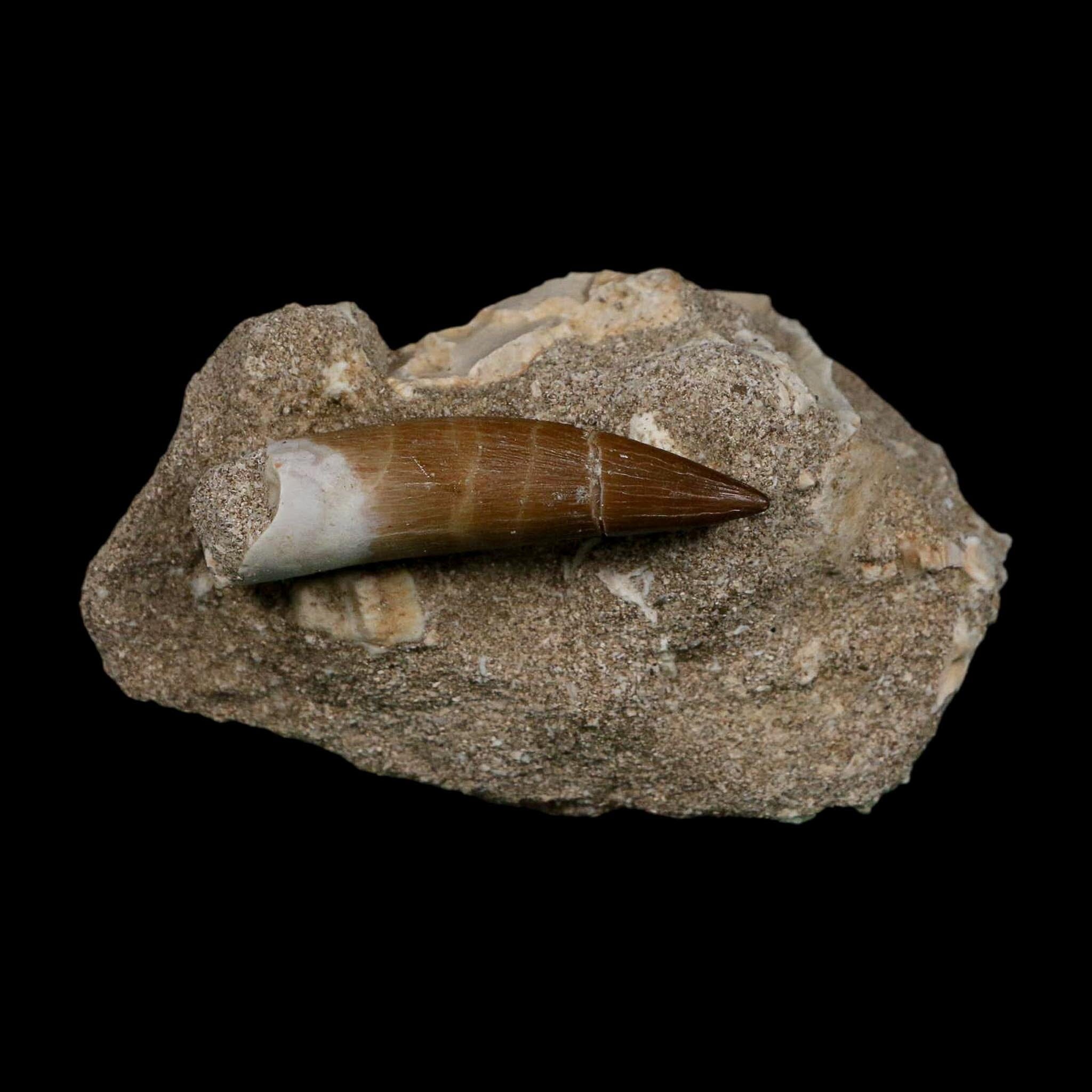 XL 2" Plesiosaur Zarafasaura Tooth Fossil In Matrix Cretaceous Dinosaur Era COA - Fossil Age Minerals