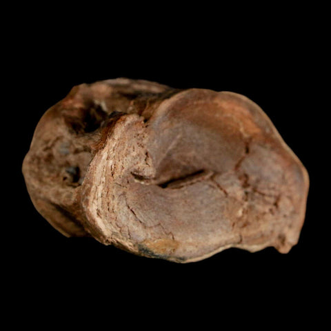 1.7" Ichthyodectes Fish Fossil Vertebrae Late Cretaceous Era Niobrara Formation Kansas - Fossil Age Minerals