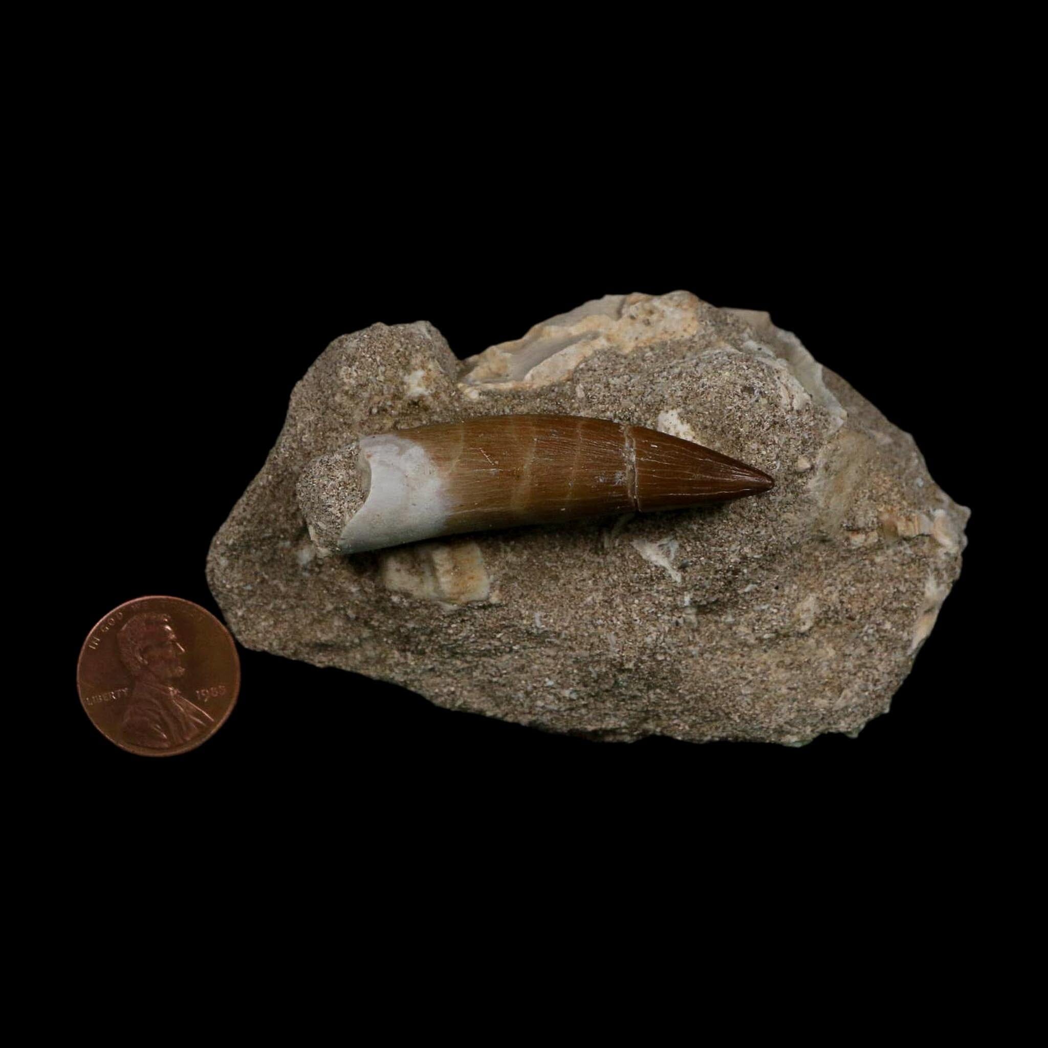 XL 2" Plesiosaur Zarafasaura Tooth Fossil In Matrix Cretaceous Dinosaur Era COA - Fossil Age Minerals